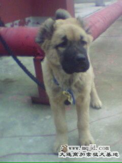 IMG0058A.jpg