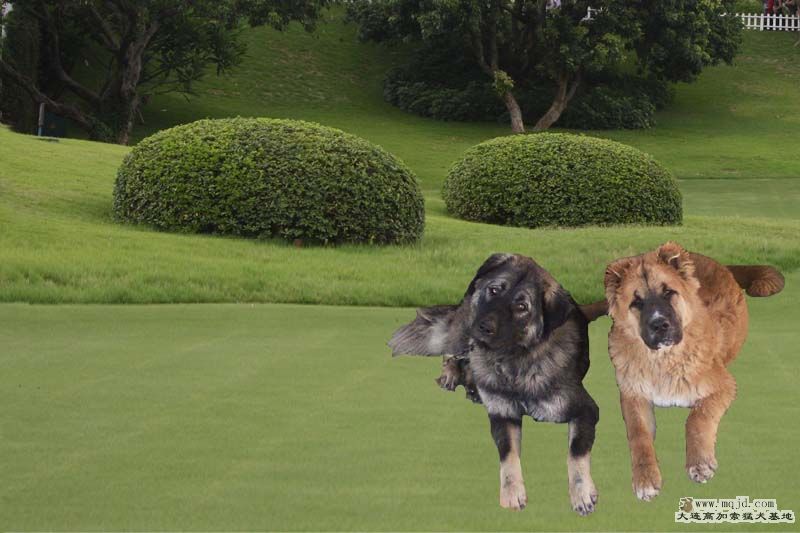 DOG.jpg