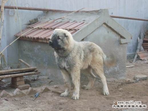 ж