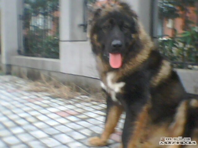 IMG0587A.jpg