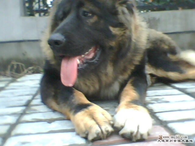 IMG0583A.jpg