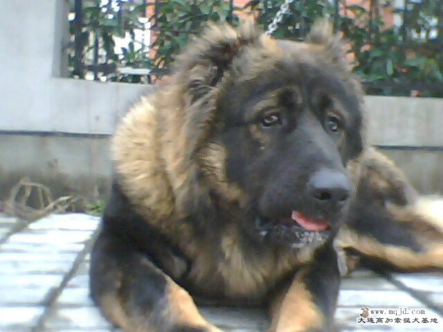 IMG0582A.jpg