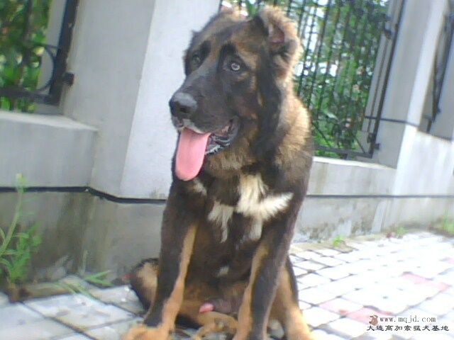IMG0118A.jpg