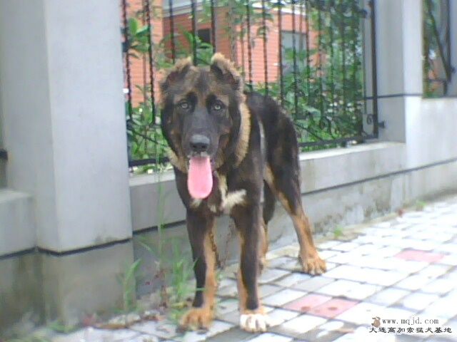 IMG0109A.jpg