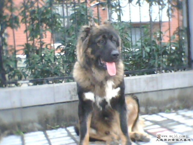IMG0586A.jpg