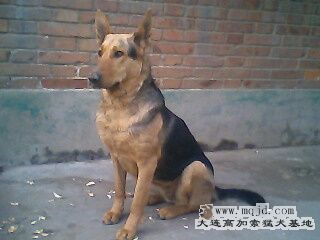 IMG0303A.jpg