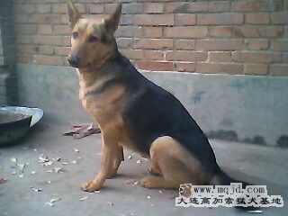IMG0305A.jpg