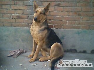 IMG0300A.jpg