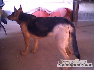 IMG0290A.jpg