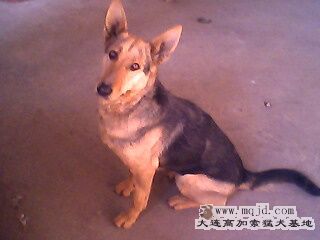 IMG0292A.jpg