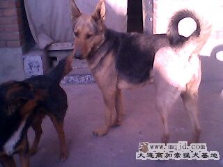 IMG0296A.jpg
