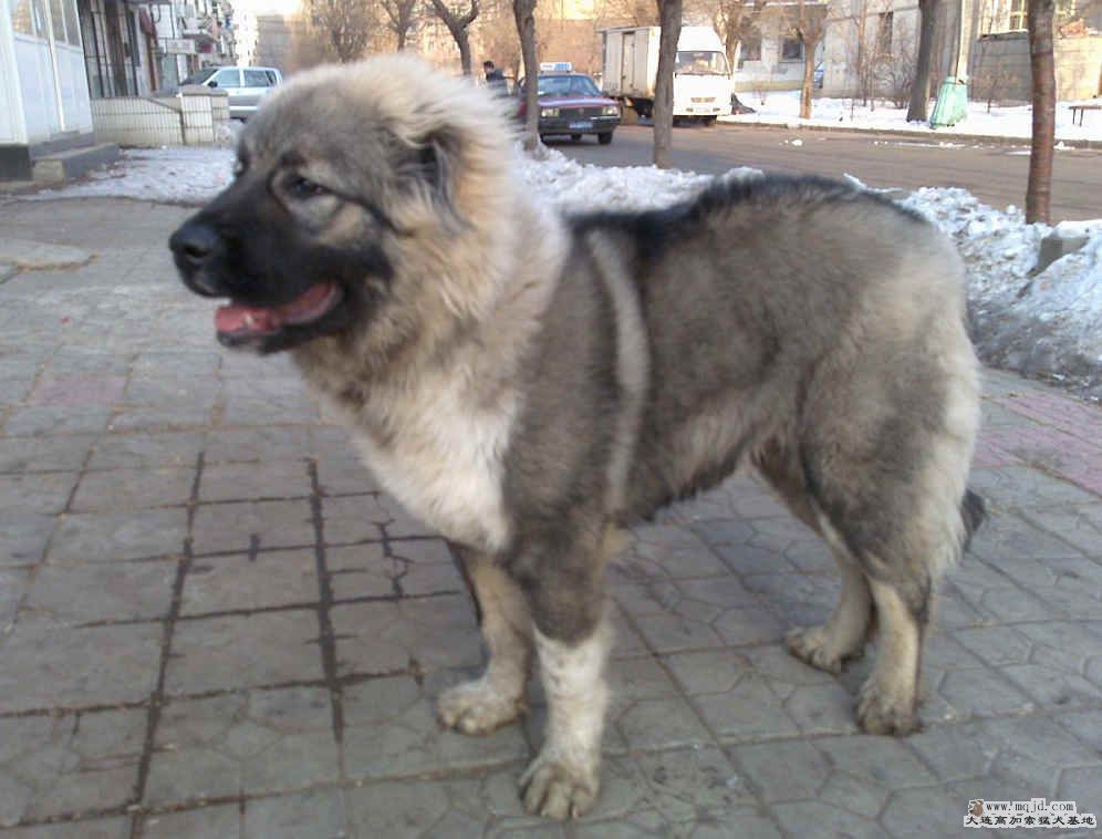 20090127085.jpg