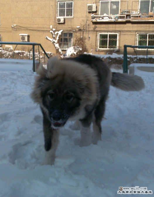 20090123043.jpg