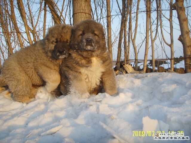С.jpg
