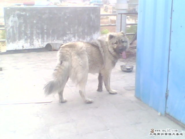 IMG0278A.jpg