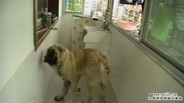 Ƭ 023.jpg