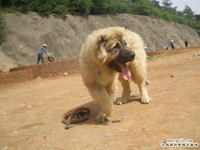 ʲô