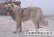 IMG0247A.jpg