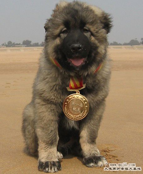 gonghu 1.jpg