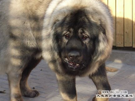 RIMG0112_СС.JPG