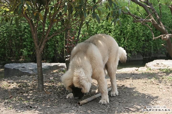 IMG_0351.JPG