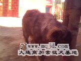 IMG0063A.jpg