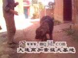 IMG0061A.jpg