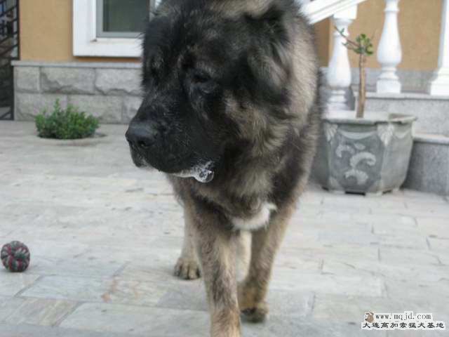Ƭ 003_008.jpg