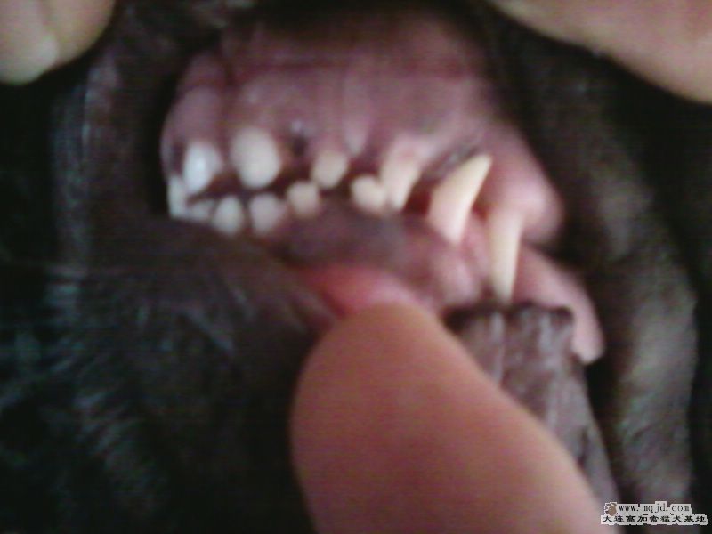 Ƭ-0002        .jpg