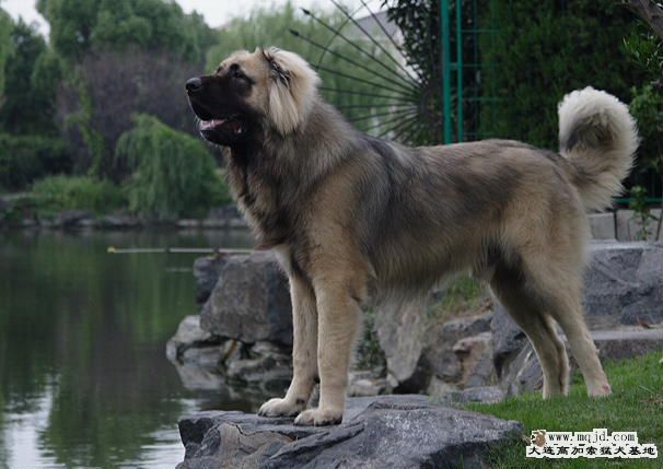 1-18-ĺӰԱ-SHJX.JPG