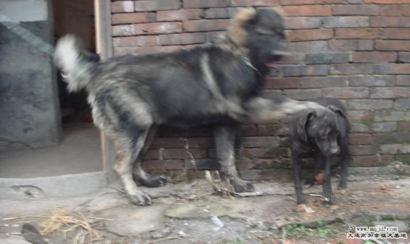 shasha5.jpg
