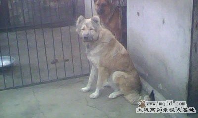 IMG0016A.jpg