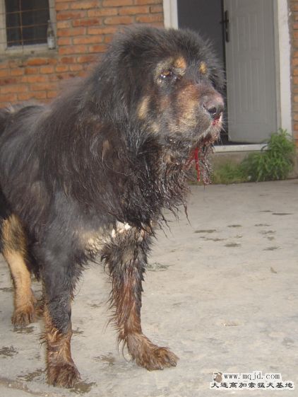 ʹİ
