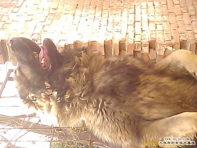 IMAG0052.jpg