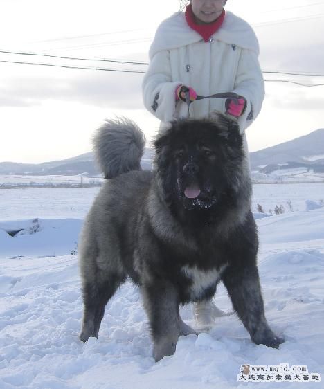 СĴ820.jpg1.jpg