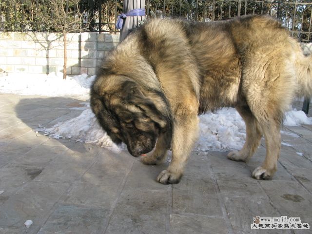 Ƭ20100112 021.jpg