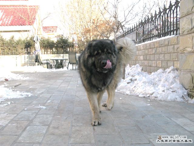 Ƭ20100112 035.jpg