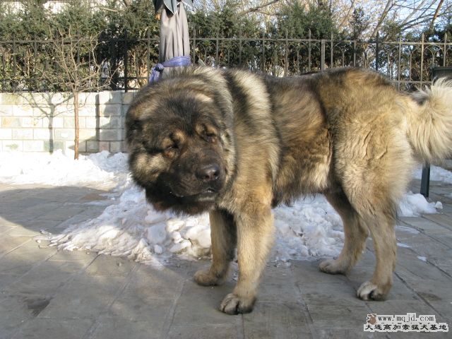 Ƭ20100112 019.jpg