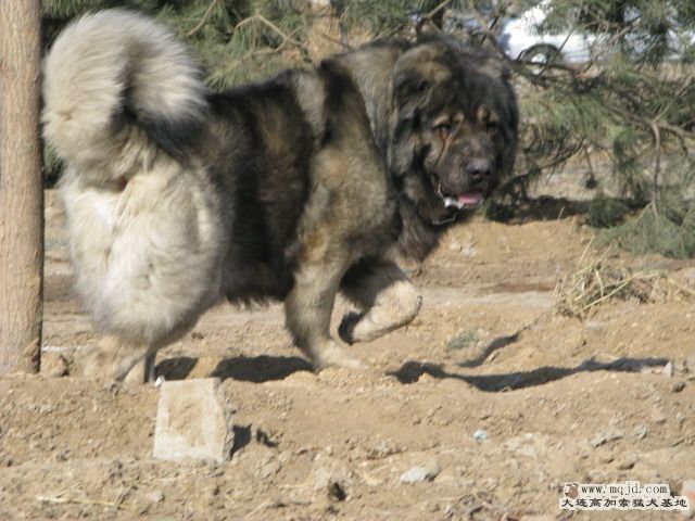 Ƭ20101131 030.jpg