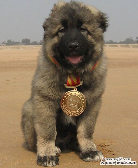 gonghu 1.jpg