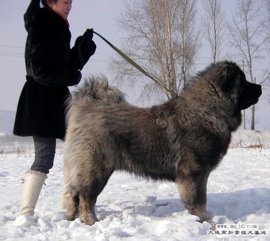 СĴṹ.jpg