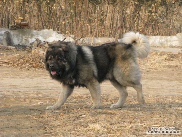 Ƭ2010214 056.jpg
