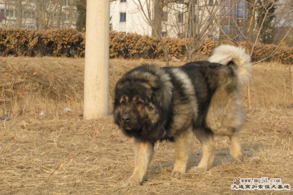 Ƭ2010214 048.jpg