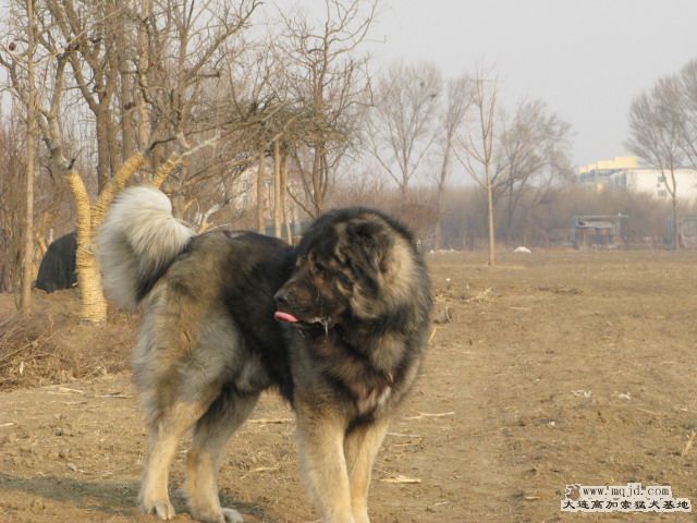 Ƭ20100214 070.jpg