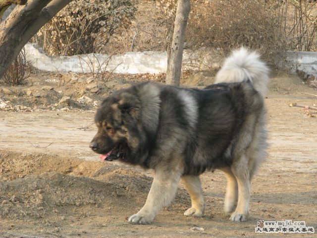 Ƭ20101131 057.jpg