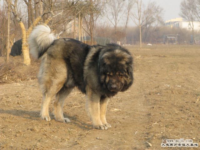 Ƭ20100214 069.jpg