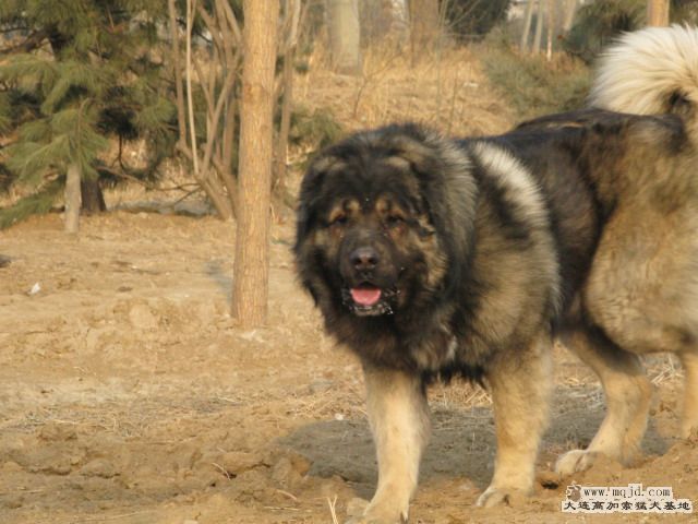 Ƭ2010214 054.jpg