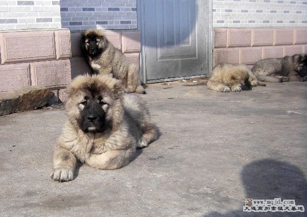 Сĸ.jpg