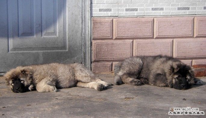 Сĸī.jpg