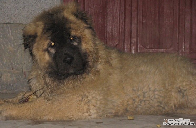 ڻС§.jpg